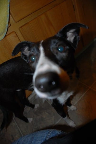 CorkSport-Pet-Profile-Joels-Dogs