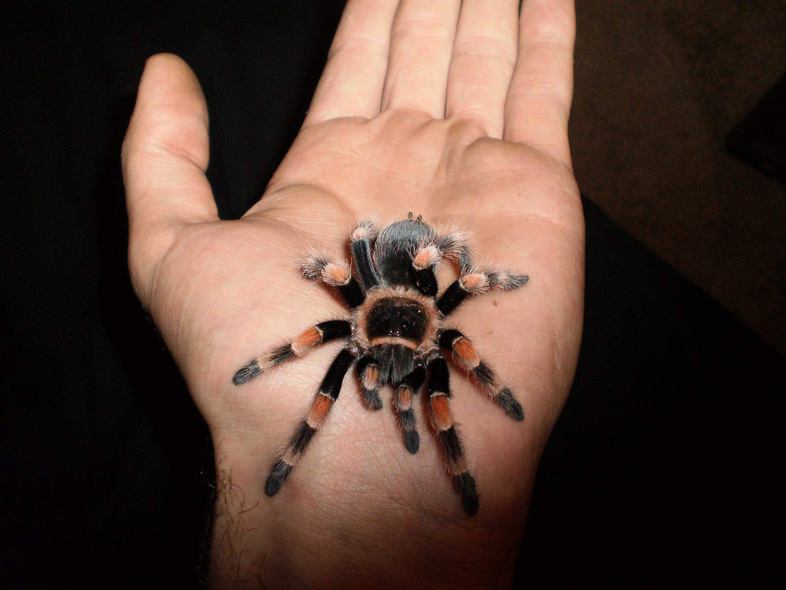 CorkSport-Pet-Profile-Tarantula-Matt-Dogs